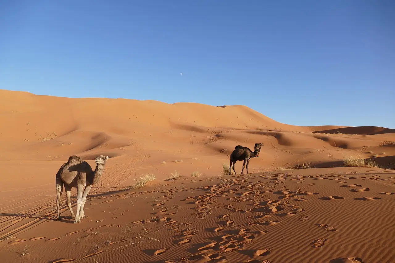 Sahara Welcome