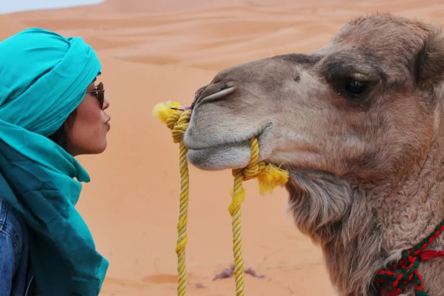 Camels crossing golden sand dunes on a Marrakech desert tour