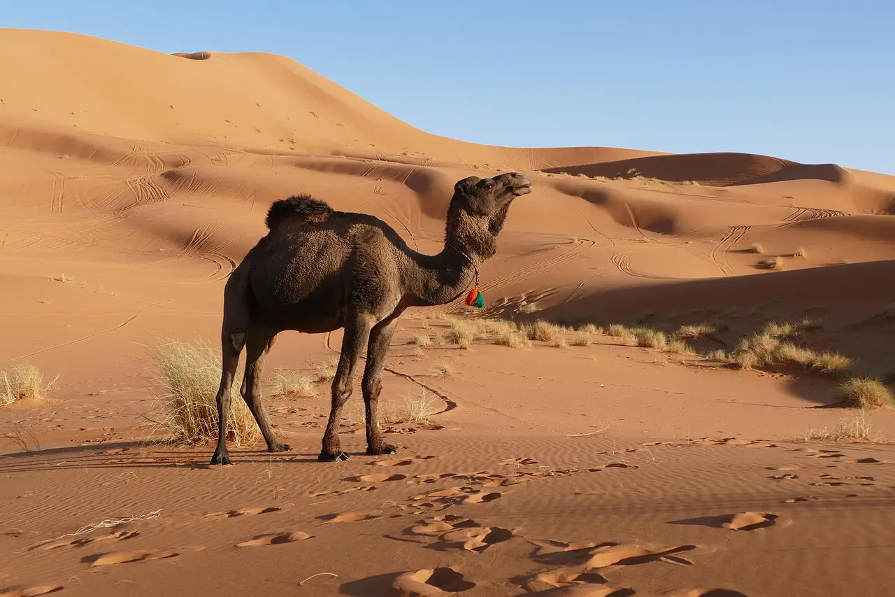📍 Day 1: Fes – Ifrane – Azrou – Ziz Valley – Merzouga