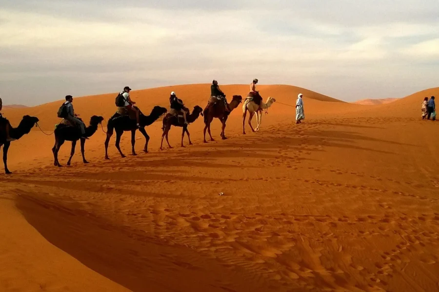 Camel caravan crossing golden dunes on a Morocco desert tour from Marrakech